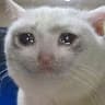 Crying Cat